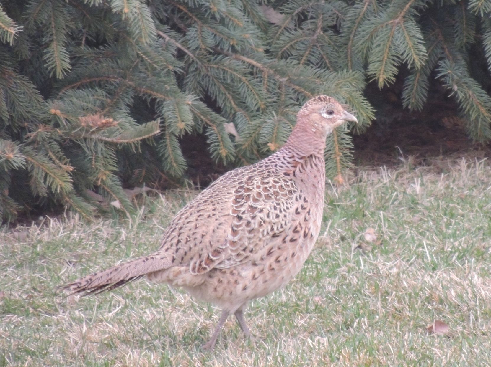 Henrietta the Hen